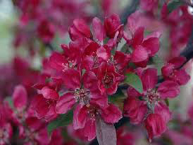 Profusion Crabapple